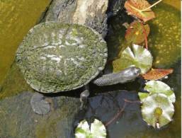 Tortoise - Tortue - Turtle - Saw-Shelled Turtle Or Serrated Snapping Turtle - Schildkröten