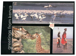 (765) Kenya Girafe - Giraffen
