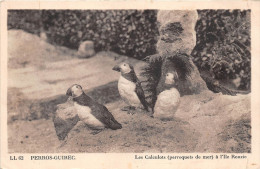 ¤¤  -   62   -  PERROS-GUIREC   -   Les Calculots à L´Ile Rouzic  ( Perroquets De Mer ) - Perros-Guirec