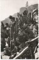 Alte AK Jardin Exotique De Monaco, Massif De Pachycereus - Jardín Exótico