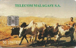 CARTE PUCE-50U--SC7-MADAGACAR-ZEBUS-V° Au COEUR De La COMPETION-TBE - Cows
