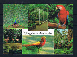 (1564) AK Vogelpark Walsrode - Walsrode