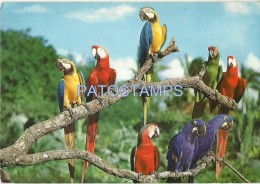 9048 PARAGUAY ANIMAL AVES PARROT GUACAMAYOS POSTAL POSTCARD - Paraguay