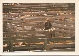 CP - PHOTO - AMARILLO - TROUPEAU AU CORRAL - Amérique