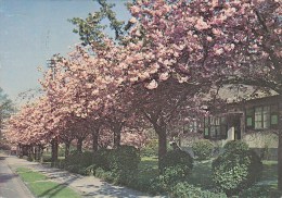 Boitsfort Bosvoorde - Le Logis 1975 - Watermaal-Bosvoorde - Watermael-Boitsfort