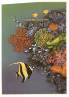 (008) Australia Animals - Great Barrier Reedf Coral - Great Barrier Reef