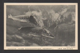 DF / MONACO / MUSÉE OCÉANOGRAPHIQUE / AQUARIUM / LES SEICHES - Musée Océanographique