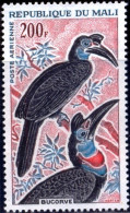 BIRDS-GROUND HORNBILL-MALI-1965-MLH-A6-487 - Piciformes (pájaros Carpinteros)