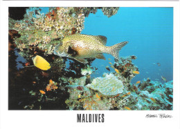 Maldiven - Maldives - Coral Reef Snorkeling - Underwater Sea Life - Fish -  Nice Stamp - Maldive