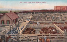 Oregon Portland Cattle At The Union Stock Yards - Portland