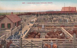 Oregon Portland Cattle At The Union Stock Yards - Portland