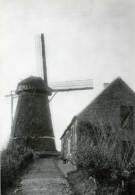TIELRODE Bij Temse (O.Vl.) - Molen/moulin - Historische Opname Van De Verdwenen Stenen Oliemolen (ca. 1930) - Temse