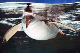 A63-68   @    Antarctica Polar Bird Penguins       , ( Postal Stationery , Articles Postaux ) - Penguins