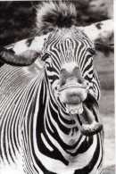 Zebre ,Halitosis , Santoro Graphics - Zebras