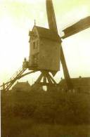 BEVERLO Bij Beringen (Limburg) - Molen/moulin - Mooie Opname Van De Gewezen Lemmensmolen, Opgezeild En In Werking ±1920 - Beringen