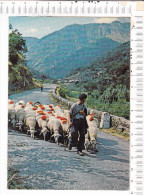 VALLERAUGUE   -   LE MONT  AIGOUAL  -   Troupeau  De  Moutons   Et  Son  Berger - Valleraugue