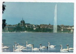 Genève - Vue De La Ville Depuis Le Quai De Cologny - 1968 - Suisse - Schweiz (cygnes - Jet D'eau) - Cologny