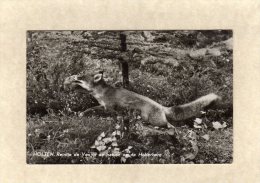 54494   Paesi Bassi,  Holten,  Reintje De Vos In De Natuur On De Holterberg,  VG  1961 - Holten