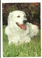 Chien. Dog. Kuvasz Ungarischer Hirtenhund. Farbfoto : Ludwig Schuster. Verlag Josef Berg - Cani