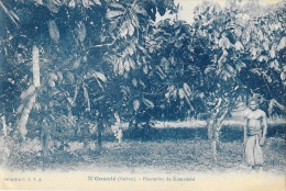 Gabon - N'Gounié - Plantation De Komadeké - Collection C.E.F.A. - Gabón