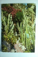 Monaco - Allée De Plantes Grasses Dans Le Jardin Exotique - Exotische Tuin