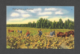 DIXIELAND - LOUISIANA - PICKING TOBACCO IN DIXIELAND - LINEN CARD - HORSE - CHEVAL - Other & Unclassified
