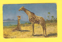 Postcard - Giraffes    (19417) - Giraffe