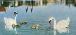 Bad Waldsee Schwanenfamilie Auf Dem See Rar Selten 60er Swan - Bad Waldsee