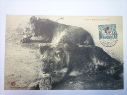 CÔTES  FRANCAISES  Des  SOMALIES  :  LIONS  D'ABYSSINIE  Apprivoisés      1909 - Somalia