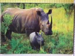 Cart.-  Animali  -  Rinoceronte Con Piccolo. - Rhinocéros