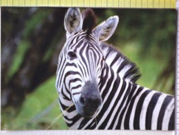 Cart.-  Animali  -   Primo Piano Di Zebra. - Zèbres