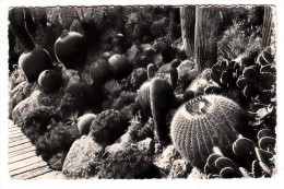 Monaco - Jardin Exotique - Echinocactus Grusonii, Ferocactus Robustus, Opuntia Microda - Editeur: Jardin Exodique N°S325 - Exotic Garden