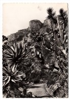 Monaco - Jardin Exotique - Aloes, Opuntias Et Cereus Divers - Editeur: Estel N°3578 - Jardín Exótico