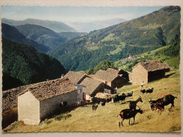 Indemini 980 M. Il Ticino Pittoresco, Goat Ziege Chèvre - Indemini