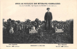 ¤¤  -   FROSSAY   -  Effets Du Potazote Dur Betteraves Fourragères Chez Mr FOUCHER à La PEIGNERIE    -  ¤¤ - Frossay