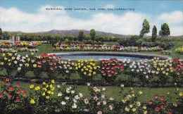 Arkansas Municipal Rose Garden San Jose California - San Jose