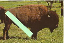 Cpm St000115 Yellowstone National Parc , Bison Dans Le Parc - Yellowstone