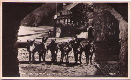 We Are Seven - Clovelly - Ânes - Donkeys - Clovelly