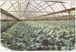 China - Pollution-free Radish Greenhouse At Dadong Ecological Base, Daxing District Of Beijing City, Prepaid Card - Légumes