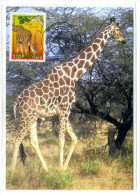 CARTE MAXIMUM / GIRAFE RETICULEE - Giraffes