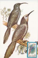 21101- WHITE HEADED WOOD HOOPOE, BIRDS, MAXIMUM CARD, 1992, ROMANIA - Climbing Birds