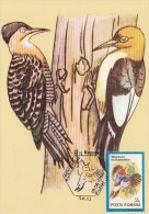 21104- RED HEADED WOODPECKER, BIRDS, MAXIMUM CARD, 1992, ROMANIA - Climbing Birds