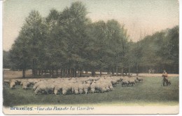 Bruxelles.--Vue Du Bois De La Cambre (berger Et Ses Moutons) - Old Professions