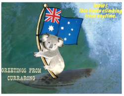 (560) Australia - Koala Surfing (humour) - Outback