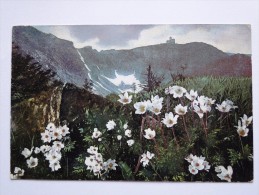 Aus Der Blumen Und Pflanzenwelt Des Riesengebirges  1948 A1 - Other
