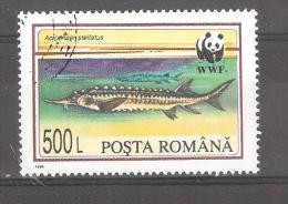ROMANIA / Roumanie  1994, WWF Panda Protection Poisson ESTURGEON Sturgeon Fish  , Obl  TB - Gebraucht