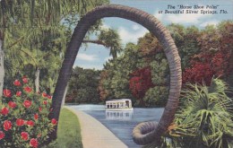 The Horse Shoe Palm At Beautiful Silver Springs Florida - Silver Springs