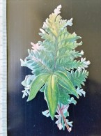 Chromo Decoupis, Gaufré A Coller. Theme Floral, Fleur, Vers 1900 - Fleurs