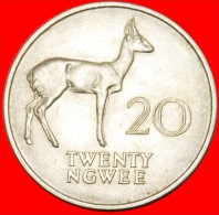 * REEDBUCK: ZAMBIA 20 NGWEE 1968! LOW START  NO RESERVE! - Sambia