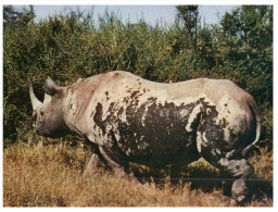 (550) Kenya - Rhinoceros - Rinoceronte